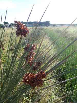 Spiny rush(Juncus acutus)