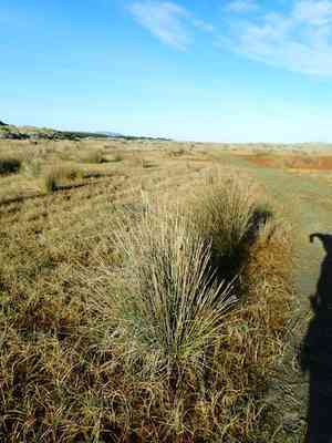 Spiny rush(Juncus acutus)
