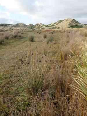 Spiny rush(Juncus acutus)