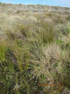 Spiny rush(Juncus acutus)