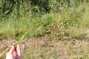 Alpine rush(Juncus alpinoarticulatus)