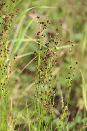 Alpine rush(Juncus alpinoarticulatus)
