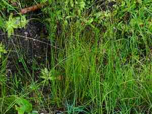 Alpine rush(Juncus alpinoarticulatus)