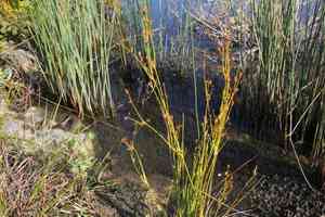Alpine rush(Juncus alpinoarticulatus)
