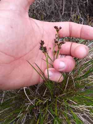 Jointleaf rush(Juncus articulatus)