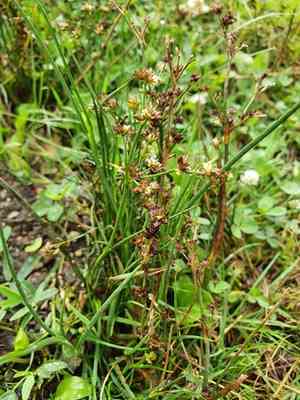 Jointleaf rush(Juncus articulatus)