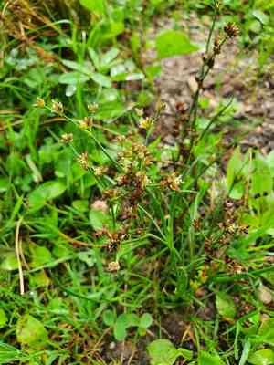 Jointleaf rush(Juncus articulatus)