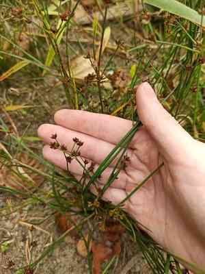 Jointleaf rush(Juncus articulatus)