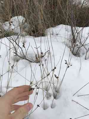 Baltic rush(Juncus balticus)