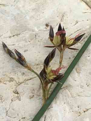 Baltic rush(Juncus balticus)