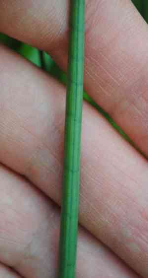 Whiteroot rush(Juncus brachycarpus)