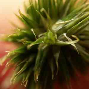 Whiteroot rush(Juncus brachycarpus)