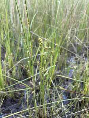 Small-head rush(Juncus brachycephalus)