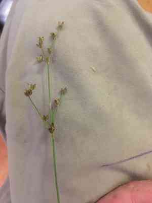 Small-head rush(Juncus brachycephalus)