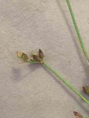 Small-head rush(Juncus brachycephalus)