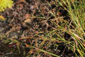 Small-head rush(Juncus brachycephalus)
