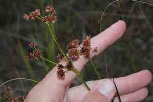 Canada rush(Juncus canadensis)