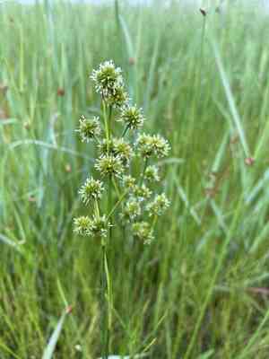Canada rush(Juncus canadensis)