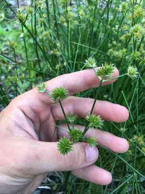 Canada rush(Juncus canadensis)