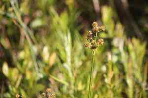 Canada rush(Juncus canadensis)