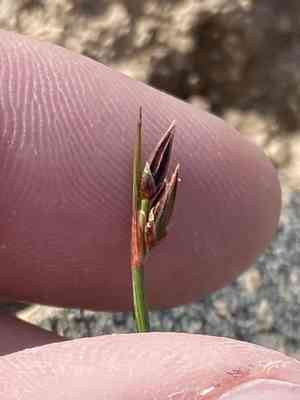 Drummond's rush(Juncus drummondii)