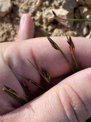Drummond's rush(Juncus drummondii)