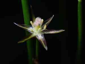 Drummond's rush(Juncus drummondii)