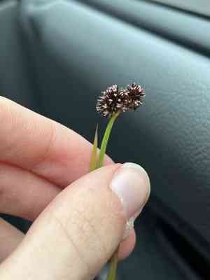 Sword-leaved rush(Juncus ensifolius)