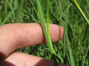 Sword-leaved rush(Juncus ensifolius)
