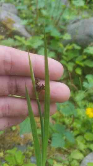 Sword-leaved rush(Juncus ensifolius)