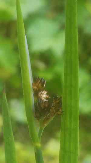 Sword-leaved rush(Juncus ensifolius)