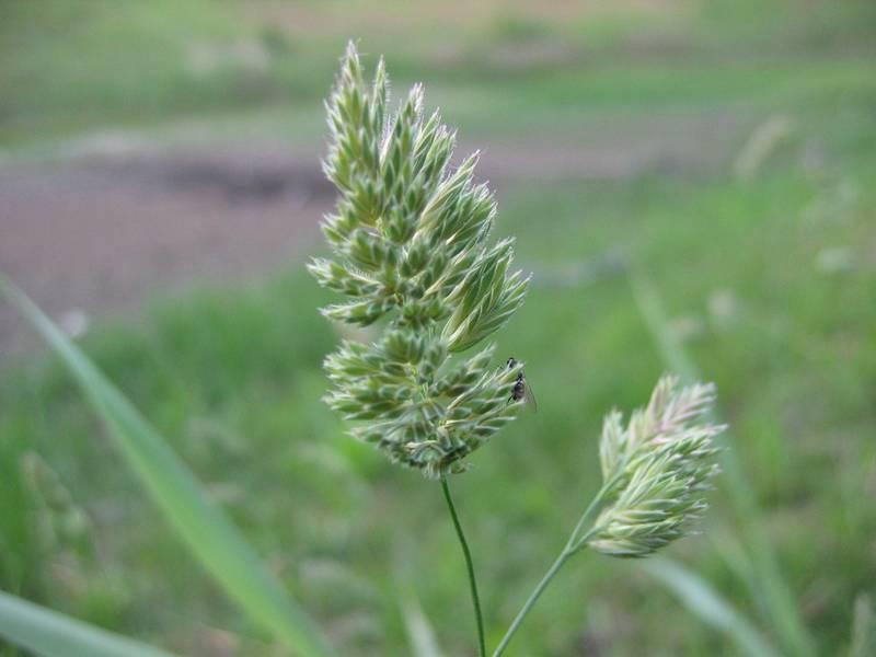 Thread rush (Juncus filiformis) Care Guide: Pests, Diseases, Watering ...