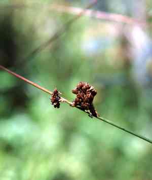 Lesueur's rush(Juncus lesueurii)