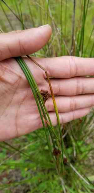 Lesueur's rush(Juncus lesueurii)