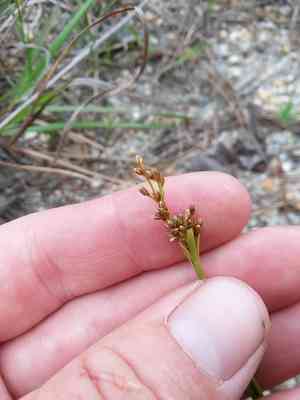 Grassleaf rush(Juncus marginatus)