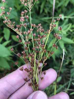 Grassleaf rush(Juncus marginatus)