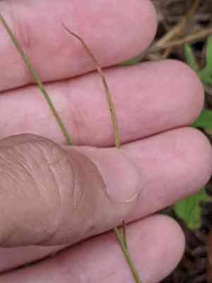 Grassleaf rush(Juncus marginatus)