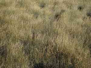 Sea rush(Juncus maritimus)