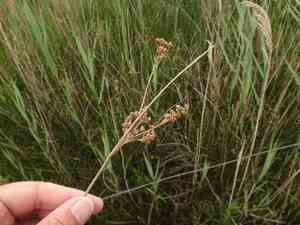 Sea rush(Juncus maritimus)