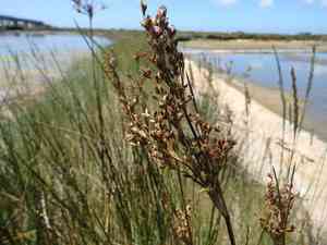 Sea rush(Juncus maritimus)