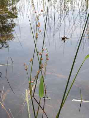 Bayonet rush(Juncus militaris)