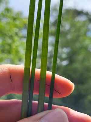 Bayonet rush(Juncus militaris)