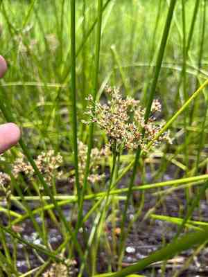 Bayonet rush(Juncus militaris)