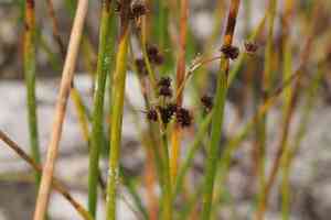 Bayonet rush(Juncus militaris)