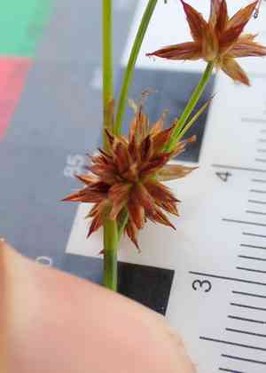 Knotted rush(Juncus nodosus)