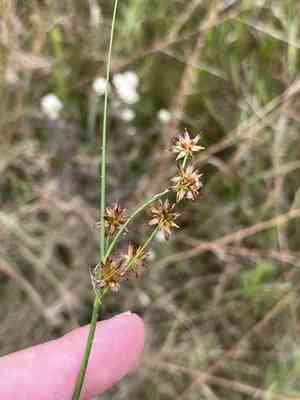 Knotted rush(Juncus nodosus)