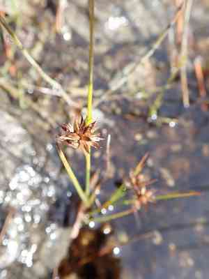 Knotted rush(Juncus nodosus)