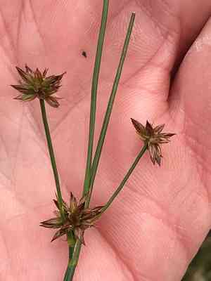 Knotted rush(Juncus nodosus)