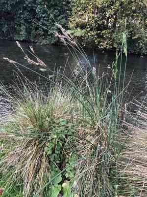Pale rush(Juncus pallidus)
