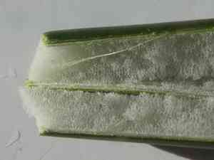 Pale rush(Juncus pallidus)